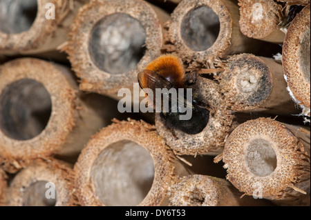 Mason bee / constructeur abeille / verger européen abeille Osmia cornuta - chargé de pollen et nectar - nichant dans la tige creuse à l'hôtel d'insectes pour les abeilles solitaires Banque D'Images