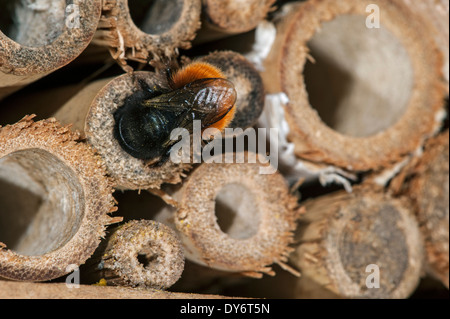 Mason bee / constructeur abeille / verger européen abeille Osmia cornuta - chargé de pollen et nectar - nichant dans la tige creuse à l'hôtel d'insectes pour les abeilles solitaires Banque D'Images