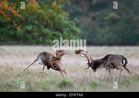 Deux le daim (Dama dama) lutte contre l'argent dans les Prairies pendant la saison du rut en automne Banque D'Images