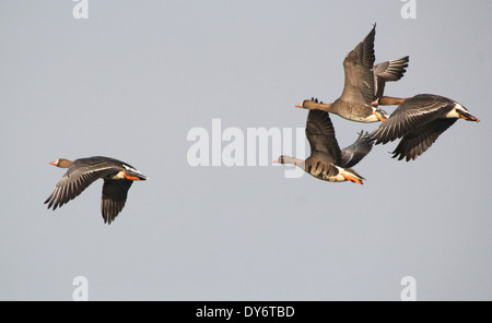 Oie rieuse (Anser albifrons) en vol Banque D'Images