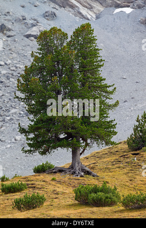 Suisse solitaire en pin suisse / pin / Arolla pin (Pinus cembra) poussant sur des pentes de montagne dans les Alpes Suisses, Suisse Banque D'Images