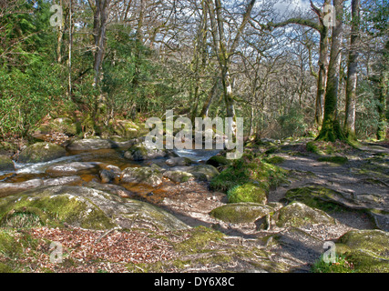 Becky Falls Woodland Park et Sentier Nature, également connu sous le nom de Becka Falls, Manaton, Newton Abbott, Devon. Uk Banque D'Images