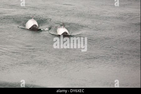 Dauphins de Commerson autour d'un bateau au large des îles Falkland. Banque D'Images