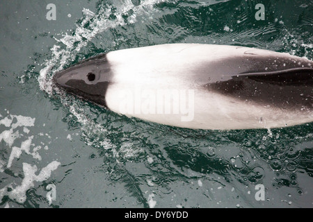 Dauphins de Commerson autour d'un bateau au large des îles Falkland. Banque D'Images