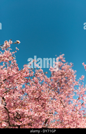WASHINGTON DC — des cerisiers roses en fleurs sont vus en pleine floraison au Tidal Basin contre un ciel printanier clair. Les arbres à fleurs, à l'origine un cadeau du Japon en 1912, sont au centre du festival annuel national des cerisiers en fleurs. Banque D'Images