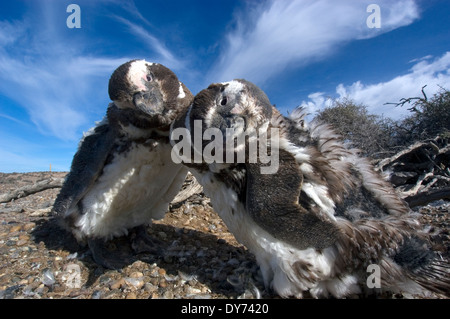 Deux Pingouins de Magellan, Spheniscus magellanicus, dans la colonie de pingouins Punta Tombo, Rawson, Argentine Banque D'Images