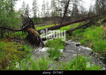 Paysage d'été de l'eau entourant la rivière Suntar dans les hautes terres d'Oymyakon, Yakoutie, Russie. Banque D'Images