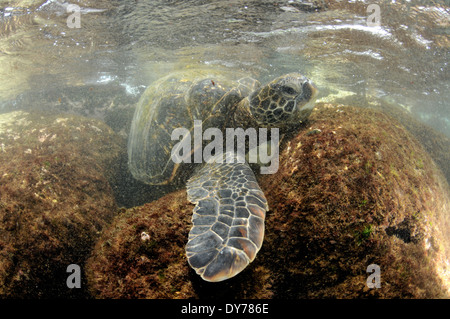 Tortue verte, Chelonia mydas, sur les rochers, North Shore, Oahu, Hawaii, USA Banque D'Images