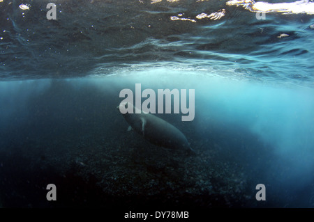 Le phoque moine Hawaiien de disparition, Monachus schauinslandi, nage sous l'eau, North Shore, Oahu, Hawaii, USA Banque D'Images