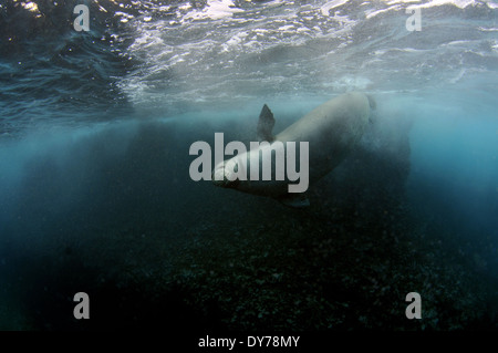 Le phoque moine Hawaiien de disparition, Neomonachus schauinslandi, nage sous l'eau, North Shore, Oahu, Hawaii, USA Banque D'Images