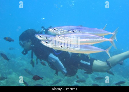 Scuba Diver près d'une école de maquereaux, Decapterus macarellus, Point Kahe, Oahu, Hawaii, USA Banque D'Images