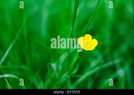 Fleur jaune sur un fond d'herbe verte Banque D'Images