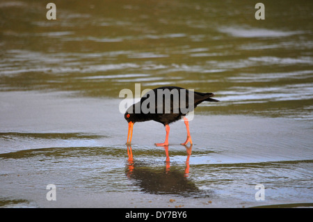 L'huîtrier Variable, Haematopus unicolor, promenades dans Curio bay beach, Côte Catlins, île du Sud, Nouvelle-Zélande Banque D'Images