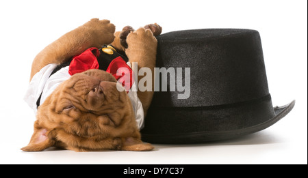 Chiot mignon - Dogue de Bordeaux puppy wearing tuxedo fixant dormir à côté tophat Banque D'Images