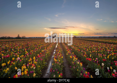 Fleurs tulipes fleurissent dans la saison du printemps à Tulip Field at Sunset Banque D'Images