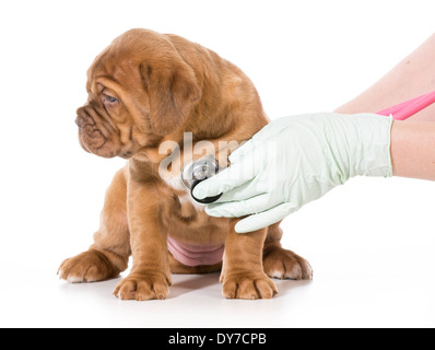 Soins vétérinaires - Dogue de Bordeaux en cours d'examen par le vétérinaire isolé sur fond blanc Banque D'Images