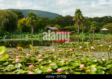 Les feuilles de nénuphar sur le lac principal, jardins d'eau de Lotus Bleu, Yarra Junction, Victoria, Australie Banque D'Images