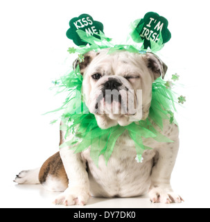 St Patrick Day - chien bulldog Anglais porter kiss me I'M Irish headband isolé sur fond blanc Banque D'Images