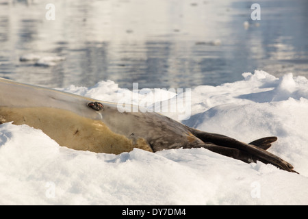 Un homme Leopard Seal (Hydrurga leptonyx) sur un iceberg dans le Fjord Drygalski, la péninsule antarctique. Banque D'Images