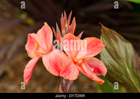 Canna Lily Pandora, Canna fleurit rouge Banque D'Images