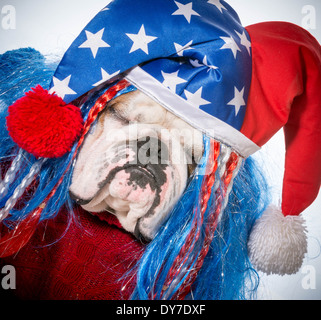 American Dog - bulldog Anglais wearing hat patriotique Banque D'Images