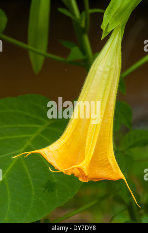 Brugmansia pittieri, Golden Angel's Trumpet Banque D'Images