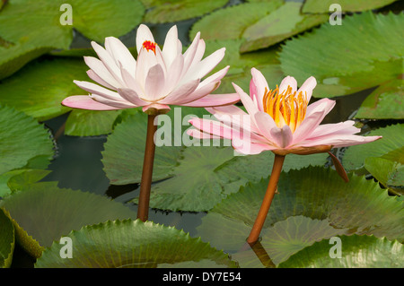 Nymphaea nouchali, nénuphars roses Banque D'Images