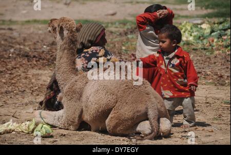 Islamabad, Pakistan. 8 avril, 2014. Enfants réfugiés afghans jouer avec un chameau dans le bidonville d'Islamabad le 8 avril 2014. Selon l'Organisation des Nations Unies pour les réfugiés, le HCR, il y a environ 2,6 millions d'Afghans au Pakistan, dont la plupart vivent ici depuis le début des années 1980 lorsque l'ancien Union soviétique a envahi leur pays. Avec peu d'occasions de faire leur vie au Pakistan, ils veulent retourner chez eux mais seulement après la paix est rétablie en Afghanistan. Credit : PACIFIC PRESS/Alamy Live News Banque D'Images