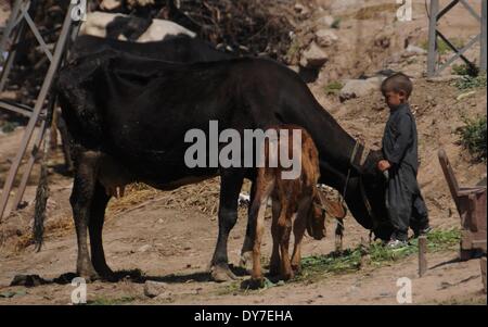 Islamabad, Pakistan. 8 avril, 2014. Un enfant de réfugiés afghans se tient devant une vache dans le bidonville d'Islamabad le 8 avril 2014. Selon l'Organisation des Nations Unies pour les réfugiés, le HCR, il y a environ 2,6 millions d'Afghans au Pakistan, dont la plupart vivent ici depuis le début des années 1980 lorsque l'ancien Union soviétique a envahi leur pays. Avec peu d'occasions de faire leur vie au Pakistan, ils veulent retourner chez eux mais seulement après la paix est rétablie en Afghanistan. Credit : PACIFIC PRESS/Alamy Live News Banque D'Images