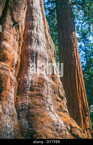 Les troncs de deux arbres Séquoia géant. Banque D'Images