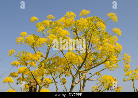 Fleurs jaune vif de fenouil sauvage contre un ciel bleu Amérique du Nord de Chypre Banque D'Images