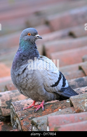 Portrait de vertical, le Pigeon biset Columba livia (Columbidae), adulte perché sur un toit de maison. Banque D'Images