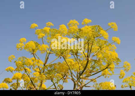 Fleurs jaune vif de fenouil sauvage contre un ciel bleu Amérique du Nord de Chypre Banque D'Images