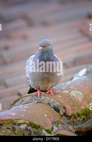 Portrait de vertical, le Pigeon biset Columba livia (Columbidae), adulte perché sur un toit en tuiles maison Banque D'Images