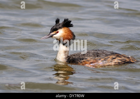 Portrait horizontal de grèbe huppé (Podiceps cristatus, Podicipedidae). Natation adultes dans un lac. Banque D'Images