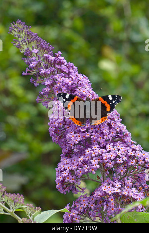 L'amiral rouge papillon, Vanessa atalanta sur Buddleja davidii Butterfly Ciel, arbre aux papillons. L'été. Banque D'Images