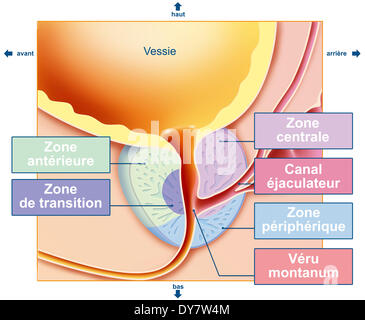 La prostate, dimensions Banque D'Images