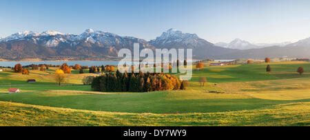 Autumnal contreforts des Alpes, Forggensee, derrière les Alpes, de l'Allgäu, Ostallgäu, Haute-Bavière, Bavière, Allemagne Banque D'Images