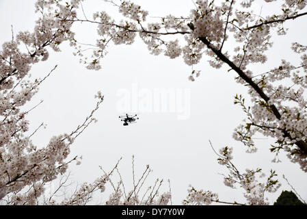 Qingdao, Chine, la province de Shandong. Apr 9, 2014. Une antenne appareil photo prend des photos de cerisiers en fleurs au Parc Zhongshan, inQingdao la Chine orientale, la province du Shandong, le 9 avril 2014. Crédit : Li Ziheng/Xinhua/Alamy Live News Banque D'Images