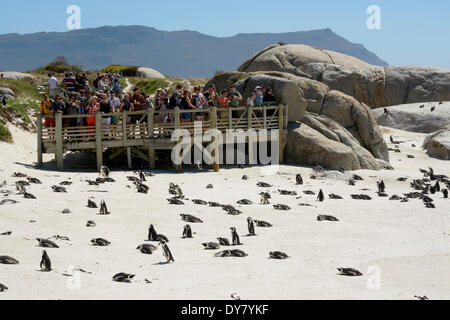 Les touristes regarder Jackass Penguins (Spheniscus demersus) sur la plage, les rochers, Simon's Town, Western Cape, Afrique du Sud Banque D'Images