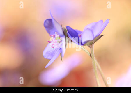 Hepatica Hepatica nobilis), (Tyrol, Autriche Banque D'Images