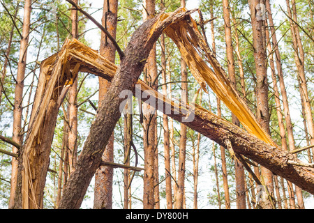 Arbre brisé en bois de pin Banque D'Images