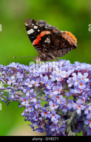 L'amiral rouge papillon, Vanessa atalanta sur Buddleja 'Lochinch'. L'été. Arbre aux papillons. Papillon sur fleurs violettes. Banque D'Images