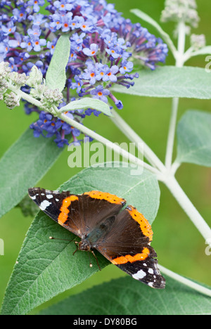 L'amiral rouge papillon, Vanessa atalanta sur Buddleja 'Lochinch'. Papillon sur le feuillage. Banque D'Images