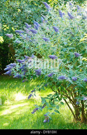 Buddleja 'Lochinch', arbre aux papillons. Arbuste, juillet, l'été. Bush couvert de fleurs violettes. Banque D'Images