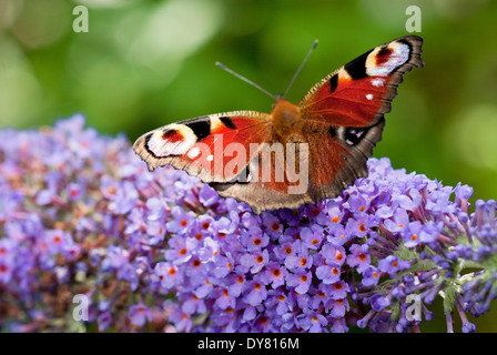 Peacock butterfly, Inachis io on Buddleja 'Lochinch', arbre aux papillons. Banque D'Images