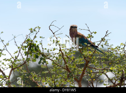 Rouleau de lilas en afrique d'oiseaux du parc national Kruger Banque D'Images