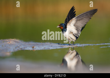 L'hirondelle rustique (Hirundo rustica) Banque D'Images