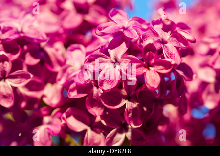 Fleurs lilas mauve parfait printemps blossom tree Banque D'Images