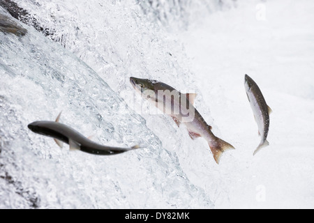 USA, Alaska, parc national de Katmai, saumons de roi, Brooks Falls, Salmon run Banque D'Images